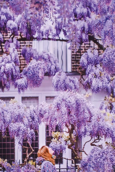 Masonry: Wisteria In London! by Hobopeeba
