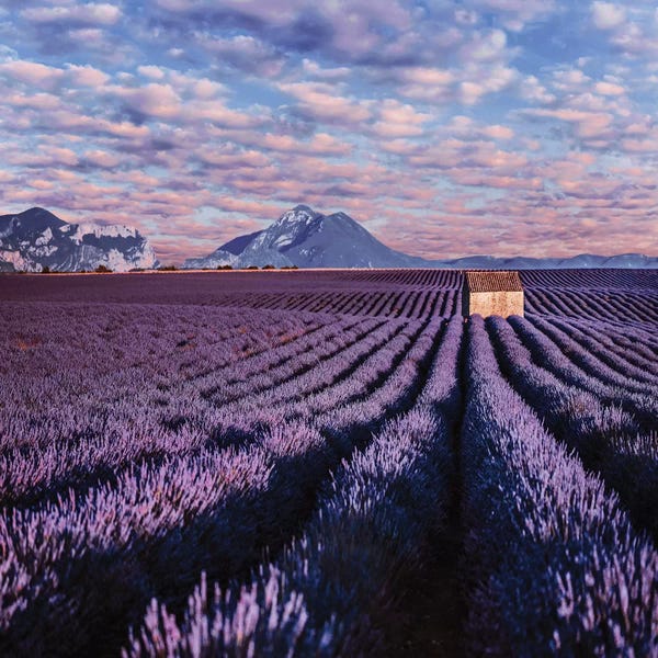 Herbs: Lavander Clouds by Hobopeeba