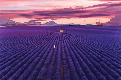 Lavander Sunset by Hobopeeba acrylic art print
