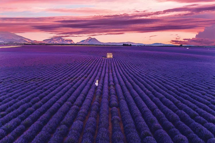 Lavander Sunset by Hobopeeba wall art