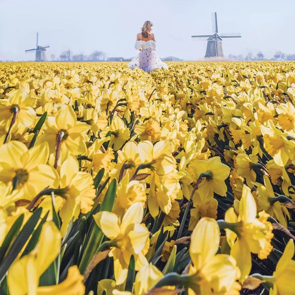 Daffodils: Yellow Sea by Hobopeeba