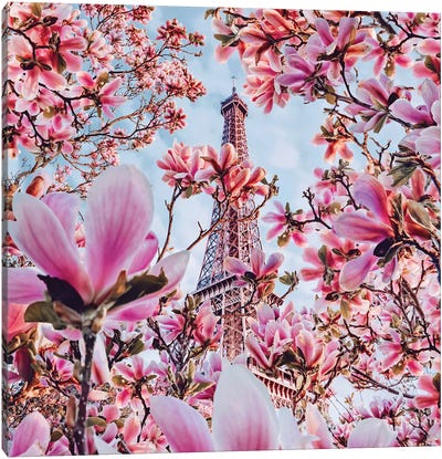 Magnolia Blossom In Paris Canvas Art Print - Hobopeeba