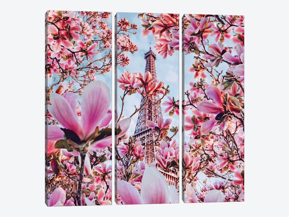 Magnolia Blossom In Paris by Hobopeeba 3-piece Canvas Art Print