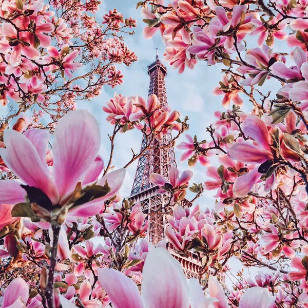 Composite Photography: Magnolia Blossom In Paris by Hobopeeba