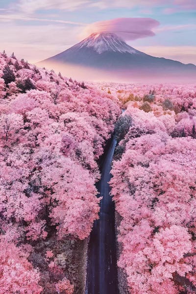 Blossoms: About Pink Endless by Hobopeeba
