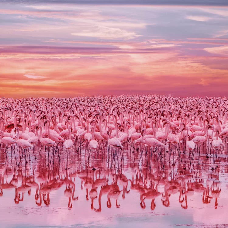 Flamingo’s Sunset