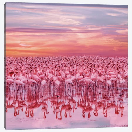 Flamingo’s Sunset Canvas Print #MKV184} by Hobopeeba Canvas Art Print