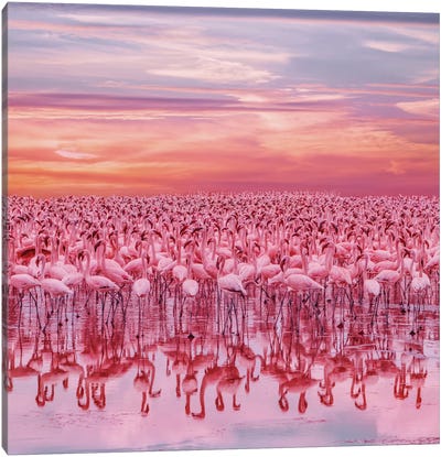 Flamingo’s Sunset Canvas Art Print - Sunrises & Sunsets Scenic Photography