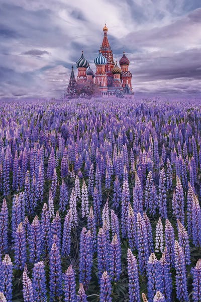 Lupine Field On Red Square by Hobopeeba acrylic art print
