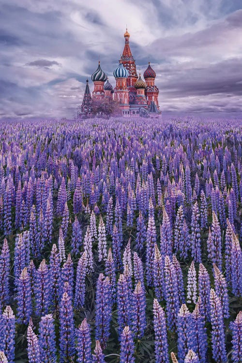 Lupine Field On Red Square