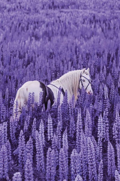 Unicorns: Unicorn Meeting by Hobopeeba