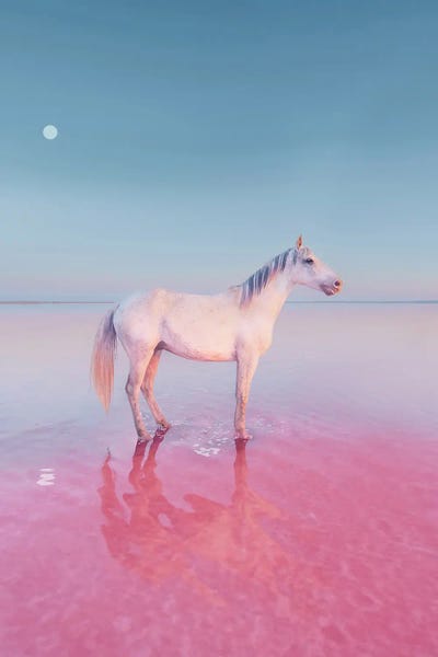 Unicorns: Where Fairies Live by Hobopeeba