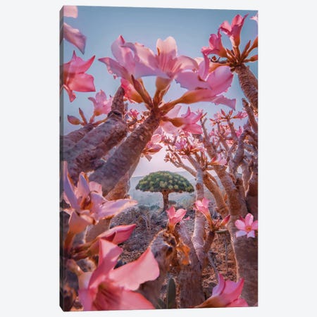 Blooming Season At Socotra Canvas Print #MKV202} by Hobopeeba Canvas Art Print