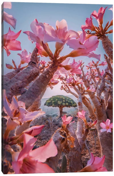 Blooming Season At Socotra Canvas Art Print - Hobopeeba