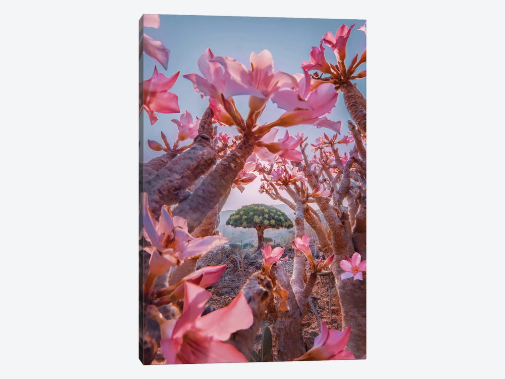 Blooming Season At Socotra by Hobopeeba 1-piece Art Print