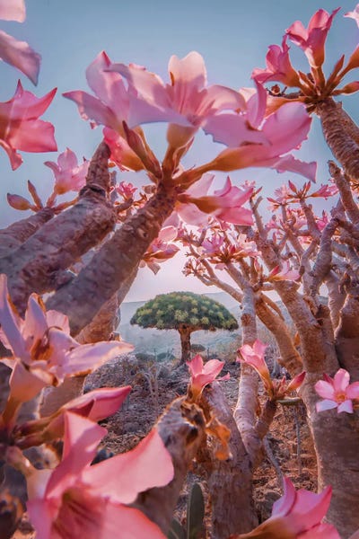 Hobopeeba: Blooming Season At Socotra by Hobopeeba
