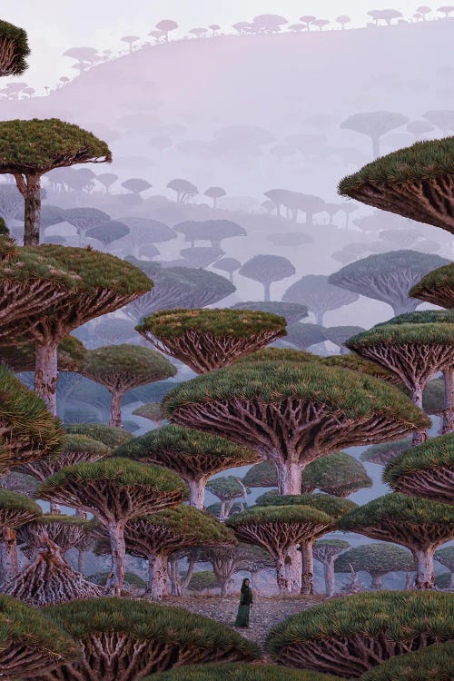 Dragonland by Hobopeeba wall art