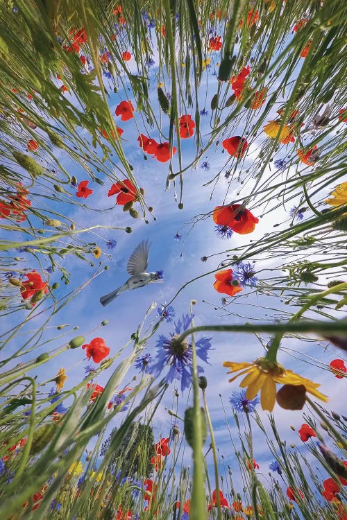 Life Of Lady Bug With A Bird