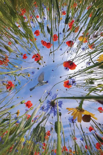 Santa Fe: Life Of Lady Bug With A Bird by Hobopeeba