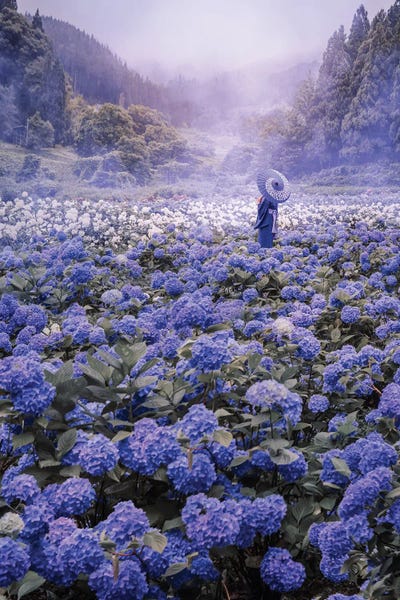 Hydrangeas: Japanese Anime Flower Landscape by Hobopeeba