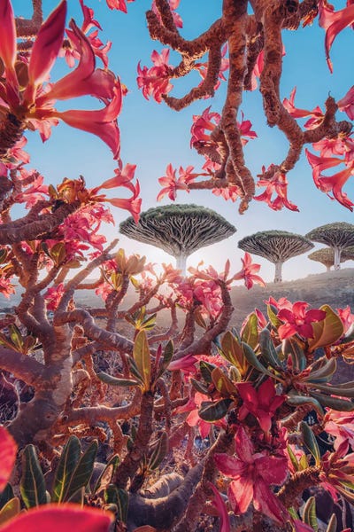 Fine Art Print: Blooming Season At Socotra II by Hobopeeba