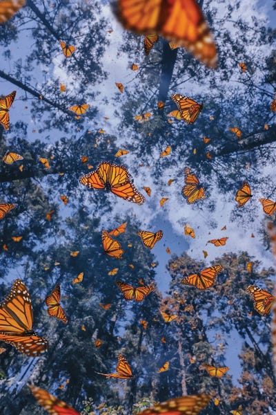 Monarch Butterflies: The Flight by Hobopeeba