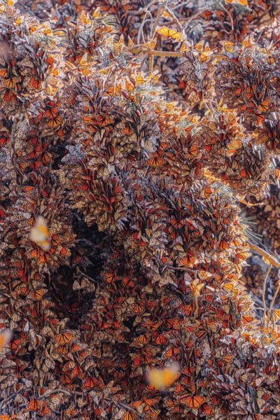 Monarch Butterflies: The Nest Tree II by Hobopeeba