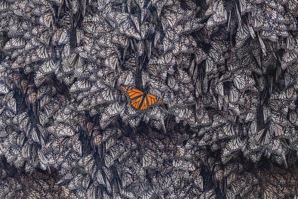 Color Pop Photography: Divergent Monarch by Hobopeeba