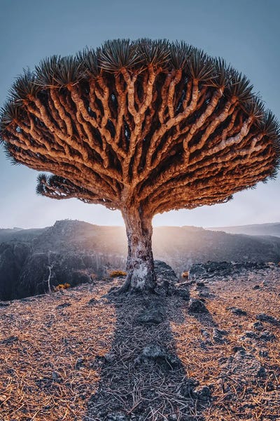 Fine Art Print: Dragon Tree I by Hobopeeba