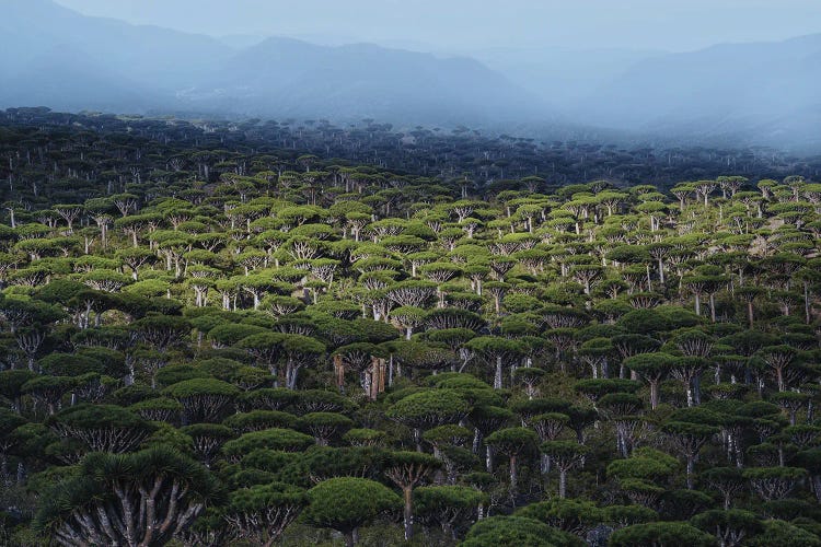 Dragon Tree Forest II