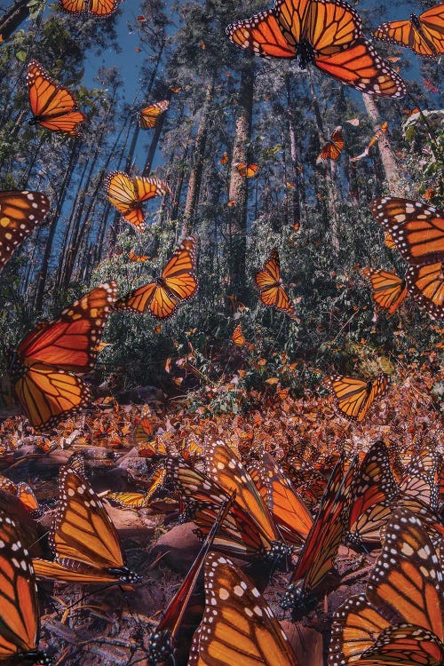 Monarch Butterflies X by Hobopeeba wall art