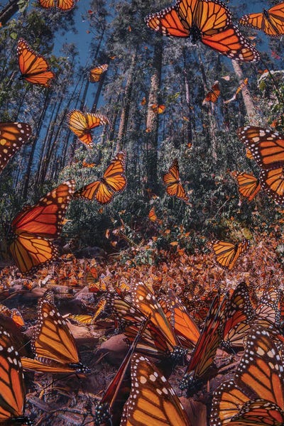 Hyperreal Landscape Photography: Monarch Butterflies X by Hobopeeba