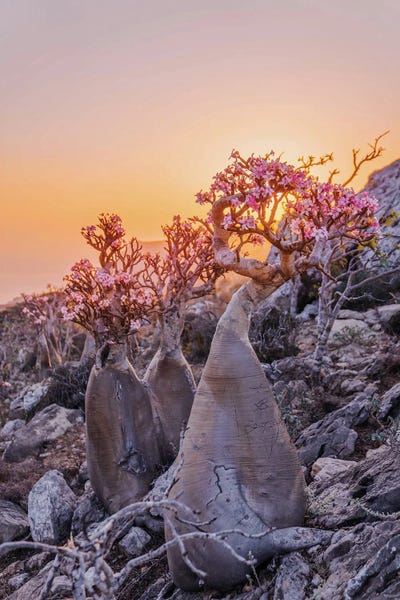 Hyperreal Landscape Photography: Bottle Trees VII by Hobopeeba