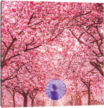 Hanami Season Canvas Art Print - Blossom Art