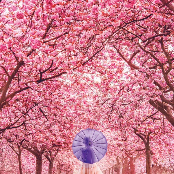 Umbrellas: Hanami Season by Hobopeeba