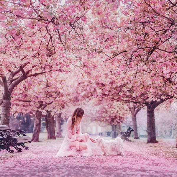 Cherry Trees: Ideal View by Hobopeeba