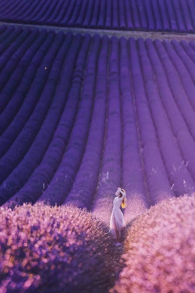 Herbs: Lavander Field by Hobopeeba