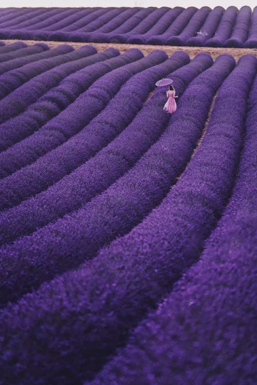 Lavender Dreams