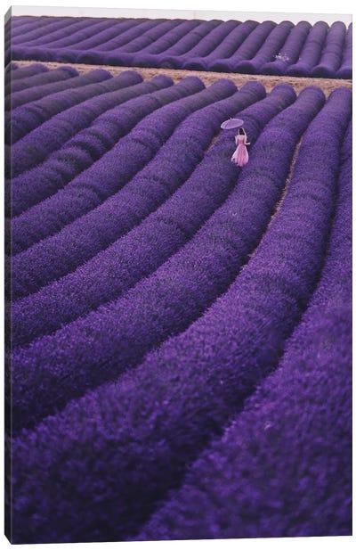 Lavender Dreams Canvas Art Print - Lavender Art