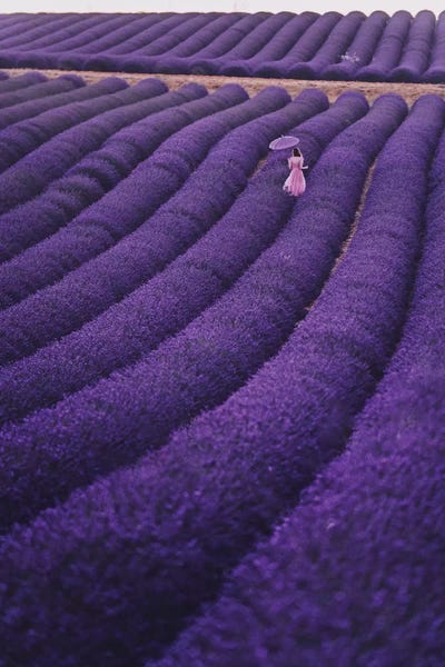 Monochromatic Photography: Lavender Dreams by Hobopeeba