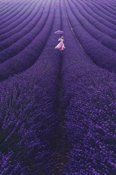 Umbrellas: Lavender France by Hobopeeba