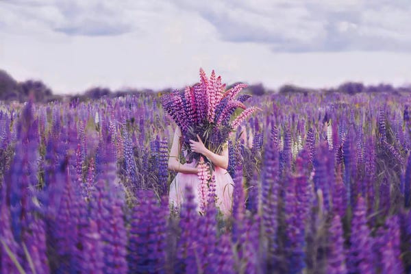 Lupines: Lupin Field by Hobopeeba