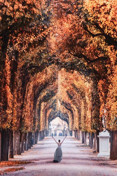 Maple Trees: Autumn In Vienna by Hobopeeba