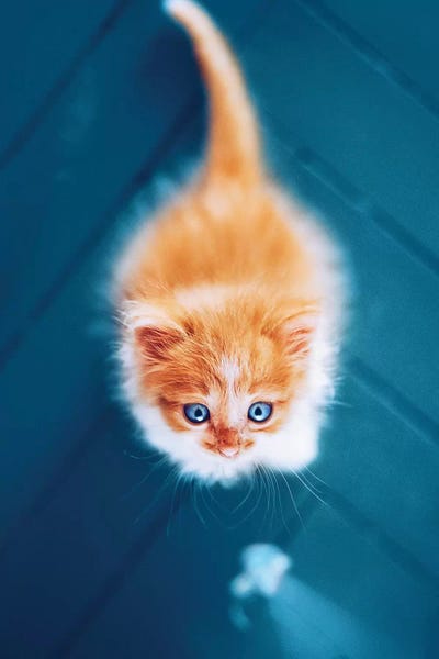 Hobopeeba: Meow Scarecrow by Hobopeeba