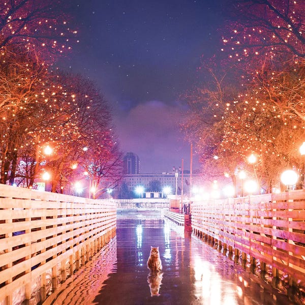 Orange Cats: No. I Do Not Feel Cold. by Hobopeeba