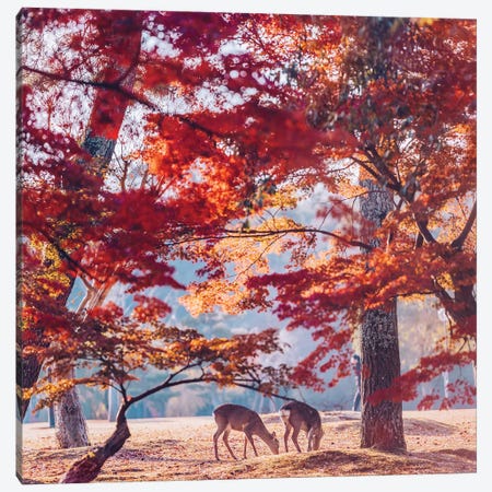 Autumn Sunrise In Nara Canvas Print #MKV7} by Hobopeeba Canvas Print