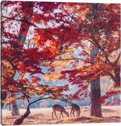Autumn Sunrise In Nara Canvas Art Print - Maple Trees