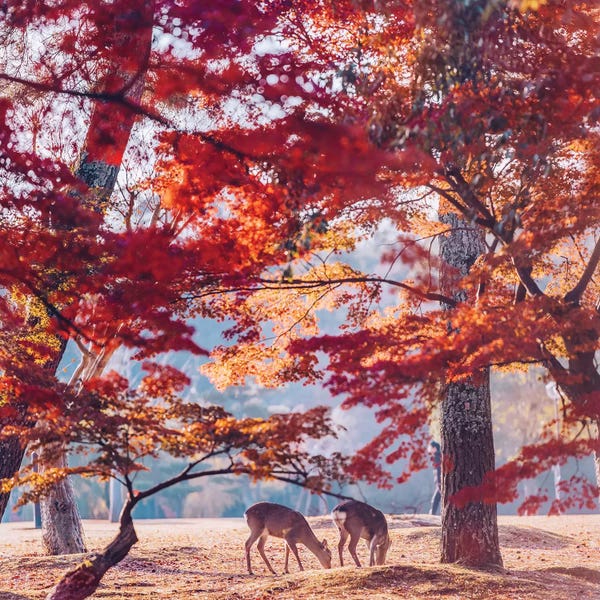 Deer: Autumn Sunrise In Nara by Hobopeeba