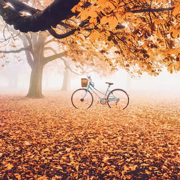 Maple Trees: Orange Everywhere by Hobopeeba