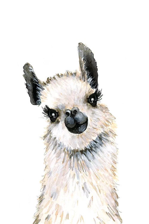 Llama